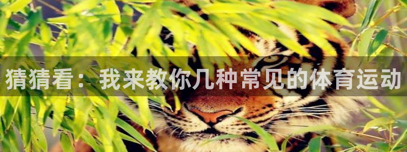 中欧体育网页登录：猜猜看：我来教你几种常见的体育运动